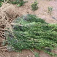 黑格斯红豆杉种苗