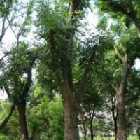 30公分榔榆报价南京榔榆销售基地