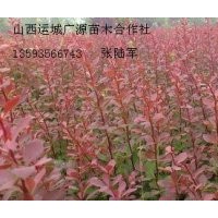 紫叶李红叶李紫叶矮樱小苗大量低价供应