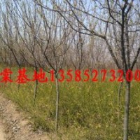 供应西府海棠价格，垂丝海棠价格，红宝石海棠价格、北美海棠、木