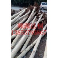 8公分法桐，10公分法桐