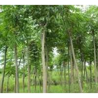 专供湖南16公分全冠栾树，15公分原生栾树，欢迎询价