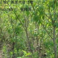 3、4、5公分山桃树大量低价优惠供应