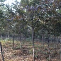精品红榉树1-15公分供应