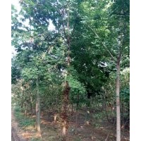 山东省泰安市出售银杏树、皂角树、五角松、青铜树、垂柳、碧桃、