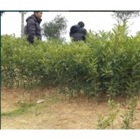 大量供应：5-30公分桂花及5-20公分金桔树及小苗