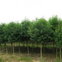 今年5公分大叶女贞大叶女贞产地批发价格