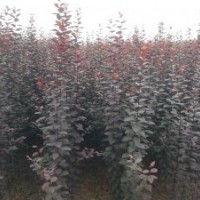 山东潍坊长期供应绿化树苗