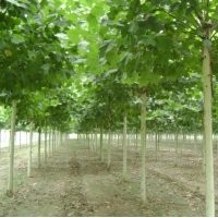 供应白蜡法桐国槐