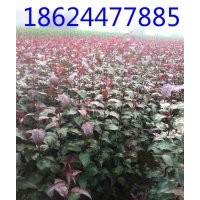 高原之火海棠|高原之火海棠多少钱