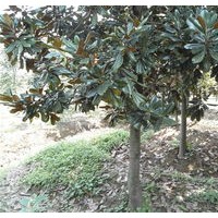 【南京杨兵苗圃】雪松广玉兰白玉兰红叶石楠等苗木