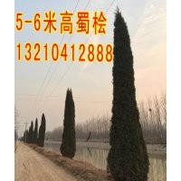 供应蜀桧，4-6米高蜀桧