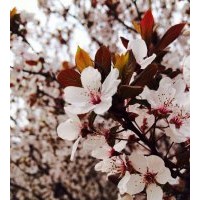 供应各种规格樱花