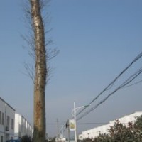 供应石楠、梅花、国槐、皂角、红叶李等