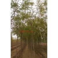 供应河北栾树
