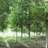 马褂木价格南京马褂木15公分精品马褂木出售