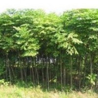 现在栾树价格提供 8公分10公分栾树最新价