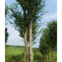 全冠榔榆销售基地精品榔榆出售