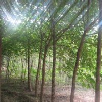 大量低廉供应3-25公分栾树