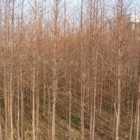 现在10公分水杉价格南京水杉供应