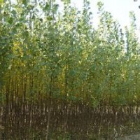 现在意杨报价常年供应精品意杨