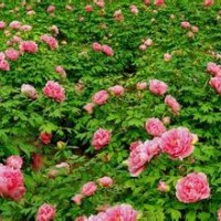 牡丹苗大量出售、大量牡丹苗低价优惠供应