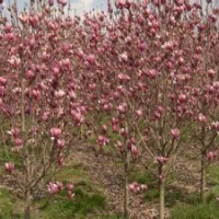 红玉兰报价10公分精品红玉兰出售