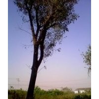 供应黄连木价格，8公分黄连木价格 10公分黄连木价格