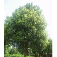 不限量供应18公分全冠香樟，多杆香樟，移植香樟基地