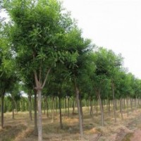 常年出售香樟，广玉兰，女贞，垂柳，合欢，国槐等绿化苗木