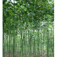 江苏青桐产地 8公分10公分青桐价格