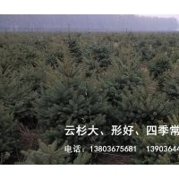 云杉大,形好,四季常青,价格优惠