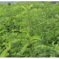 大量低价刺槐苗优惠供应、刺槐苗大量优惠供应