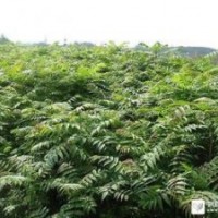 山东香椿苗基地