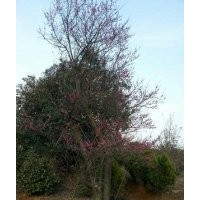 常年出售供应红梅大树红梅树30-50公分