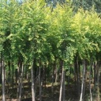 河北苗木河北国槐绿化苗木国槐价格国槐报价国槐规格国槐栾树白蜡