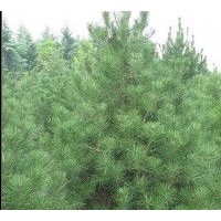 3米油松大量出售、大量低价油松优惠供应