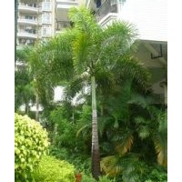 供应狐尾椰子价格 狐尾椰子供应商