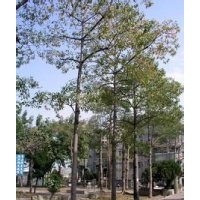 供应木棉价格 木棉供应商