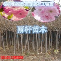 嫁接樱花苗一年生樱花小苗晚樱苗1米高樱花苗价格