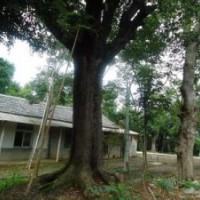 丛生黄连木价格.胸径20公分黄连木价格