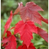 秦皇岛群超园林红叶复叶槭介绍