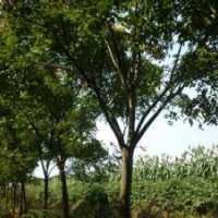 江苏南京汤泉栾树价格大量供应4-16公分栾树