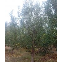 12公分京红海棠