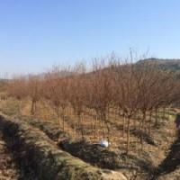 大红花紫薇产地价格3公分4公分紫薇批发供应