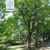 长期提供杜仲价格 江苏15公分20公分杜仲价格