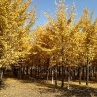 春季售苗竹柳、银杏树、速生杨、构树