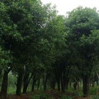 2015年最新香樟价格行情香樟的价格信息