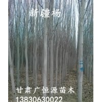 出售1-15公分的新疆杨 西北新疆杨树苗基地
