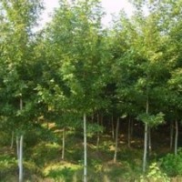 枫香价格南京枫香基地销售2-15公分枫香